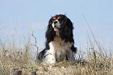 CAVALIER KING CHARLES 338